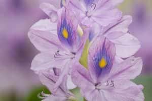 water-hyacinth-194378_640