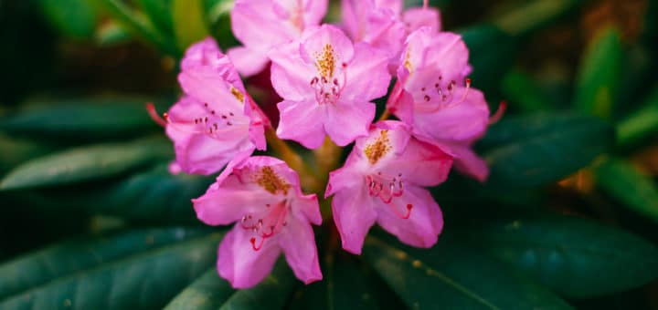 rhododendron Zierstrauch