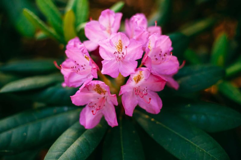 rhododendron Zierstrauch