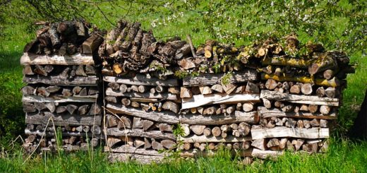 Holz für Kamin aus Wald
