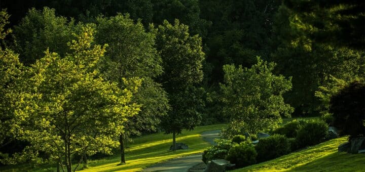 Die Vorteile eines hochgewachsenen Baumes als Gartenaccessoire